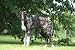 From Profile Borzoi Brindle in a Park - 24