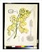 Historic Print (L): [Yucca whipplei] / H.T.D. del., J.N. Fitch, lith. ; Vincent Brooks, Day & Son. Ltd. imp.