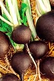 Organic Round Black Spanish Radish - 150 Seeds - Veggie - B000UW3R8K