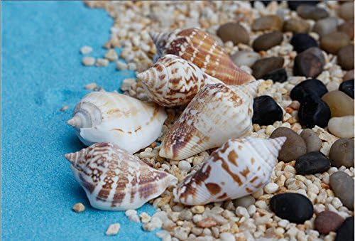 Jaggerpet 10 Pcs Sea Shells Natural Craft Aquarium Mixed SeaShells Random Style