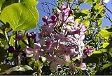 Amazon / Hirt's: Korean Early Lilac 6 Seeds - Syringa oblata - Shrub