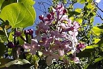 Korean Early Lilac 6 Seeds