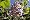 Korean Early Lilac 6 Seeds