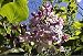 Korean Early Lilac 6 Seeds - Syringa oblata - Shrub