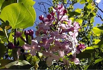 Korean Early Lilac 6 Seeds