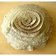 Vintage Golds - Throw Pillow Covers - Crushed Silk Pillow Cover with Ruffles