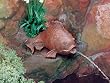 Beckett - Goldfish Pond Art