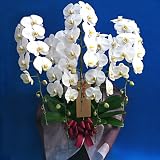 北海道に冬送れる 胡蝶蘭 超豪華 花5本立ち（鳳凰デラックス） 提携
