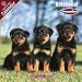 Rottweiler Puppies 2009 Wall Calendar
