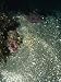C-O Sole, Pleuronichthys Coenosus, Flatfish or Flounder Common Name, California Photo...