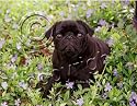 Pug Black Mouse Pad - Barbara Augello Collection