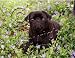 Pug Black Mouse Pad - Barbara Augello Collection