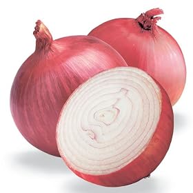 Onion - Red Burgundy - 500 Seeds + *Free Seeds*