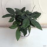 パキラ アクアティカ 5号陶器鉢植え（受け皿付き）