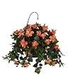 Artificial Hibiscus Hanging Basket, Sunset Orange