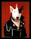 Punk Dog Bull Terrier Spuds Mackenzie? Black Wood-Mounted Art Poster Print - 16" X 20"