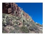 Arizona Cactus Botanical Photographic Poster Print by LORA PARKS, 20x16