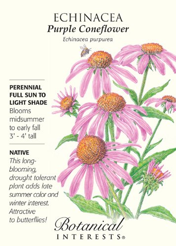 Purple Coneflower Seeds - 500 mg - Echinacea