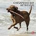 Chesapeake Bay Retrievers 2012 Square 12X12 Wall Calendar (Multilingual Edition)