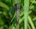Russet-tipped Clubtail Dragonfly Photo