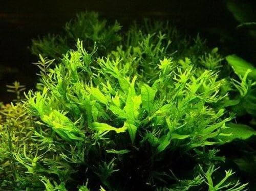3 POTTED JAVA LACE FERN - Microsorum pteropus 'Windelov' Live Aquarium Plants