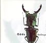 Bedbugs