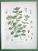 WHITE HOREHOUND Marrubium Medicinal Plant - SUPERB Antique Botanical Print Color Lithograph