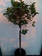 Our Best Key Lime Tree Five Gallon