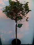 Our Best Key Lime Tree Five Gallon