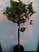 Our Best Key Lime Tree Five Gallon