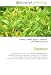Soybean: Soy protein, Soy milk, Tofu, Textured vegetable protein, Fermented bean paste, Edamame, Soybean meal, Soy yogurt, Cheese analogue, Okara (food), ... Soy allergy, List of soybean diseases