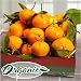 Mendocino Organic Mandarins Fruit Gift