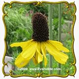 Great Coneflower (Rudbeckia maxima) Jumbo Wildflower Seed Packet - 50 Seeds