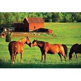 0200 pc Kissing Horses Cardboard Jigsaw