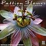 Passion Flower: Zoot Sims Plays Duke Ellington