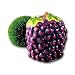 GRAPE Scouring/Brillo Pad Holder & Pad NEW