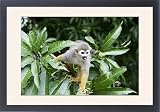 Framed Prints of Squirrel Monkey from Ardea Wildlife Pets