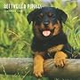 Rottweiler Puppies 2009 Square Wall Calendar (Multilingual Edition)