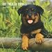 Rottweiler Puppies 2009 Square Wall Calendar