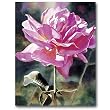 One Pink Rose - Gift Enclosure Cards (set of 12)