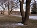 Siberian Elm Trees in the Melting Snow at the Historic Waveland Farm Botanical Photog...