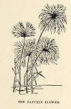 1904 Print Cyperus Papyrus Flower Reed Botanical Perennial Africa Egypt Plant - Original Halftone Print