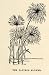 1904 Print Cyperus Papyrus Flower Reed Botanical Perennial Africa Egypt Plant - Original Halftone Print