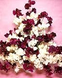 Phantom Opera Sweet Pea 30 Seeds - Annual
