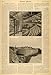 1899 Article Scientific San Francisco Sutro Bath House - Original Print Article