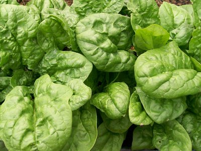 David's Garden Seeds Spinach Bloomsdale Long Standing Heat Tolerant D67102 (Green) 500 Organic Heirloom Seeds