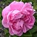 Baby Girl Gifts - Rose Janet
