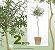 TWO 33" Artificial Myrtle Topiary Silk Plants with Bendable Trunk, with No Pot