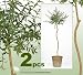 TWO 33" Artificial Myrtle Topiary Silk Plants with Bendable Trunk, with No Pot