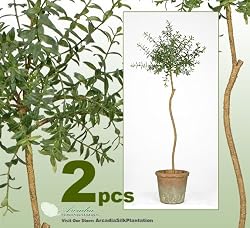 TWO 33" Artificial Myrtle Topiary Silk Plants with Bendable Trunk
